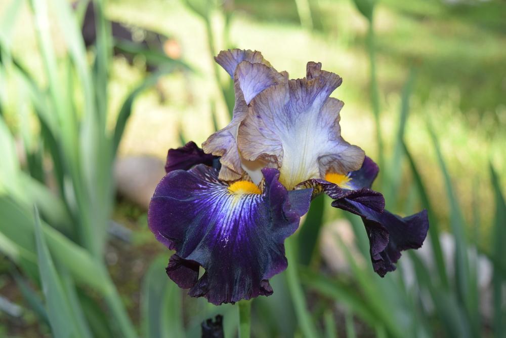 Photo of Tall Bearded Iris (Iris 'Mixed Signals') uploaded by Dachsylady86