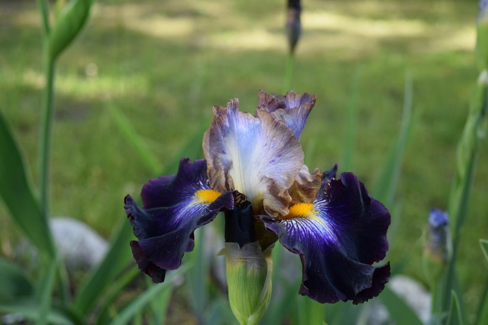 Photo of Tall Bearded Iris (Iris 'Mixed Signals') uploaded by Dachsylady86