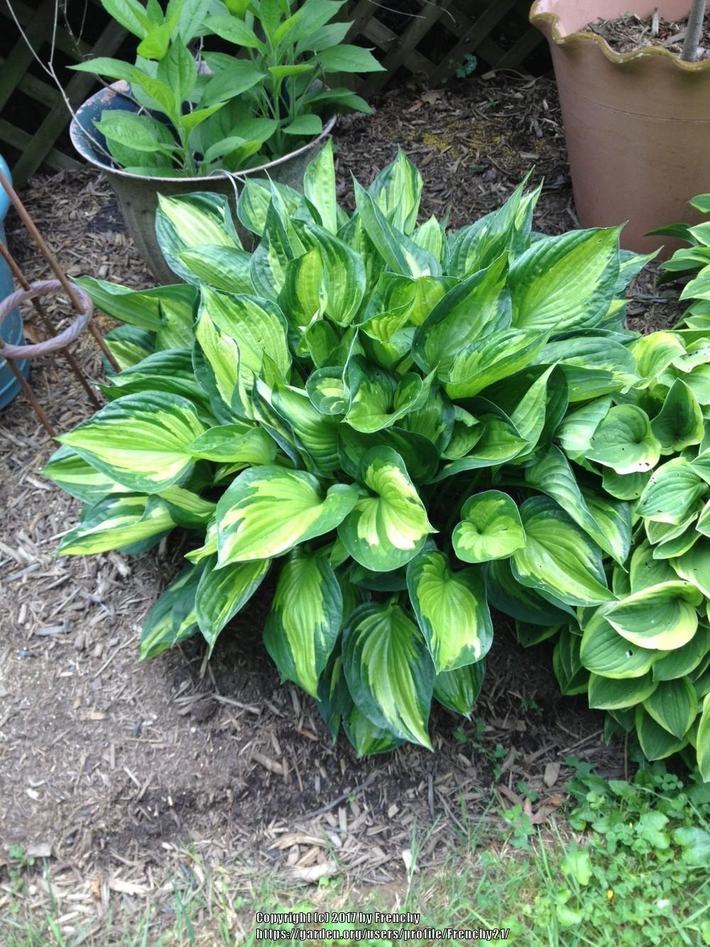 Photo of Hosta 'Whirlwind' uploaded by Frenchy21