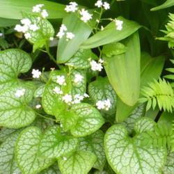 Location: Nora's Garden - Castlegar, B.C.
Date: 2017-05-11
 2:16 pm. A nice change for the Brunnera - white blossoms.
