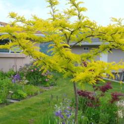 Location: Nora's Garden - Castlegar, B.C.
Date: 2015-05-25
 7:21 pm. A vivid spring colour of chartreuse yellow.