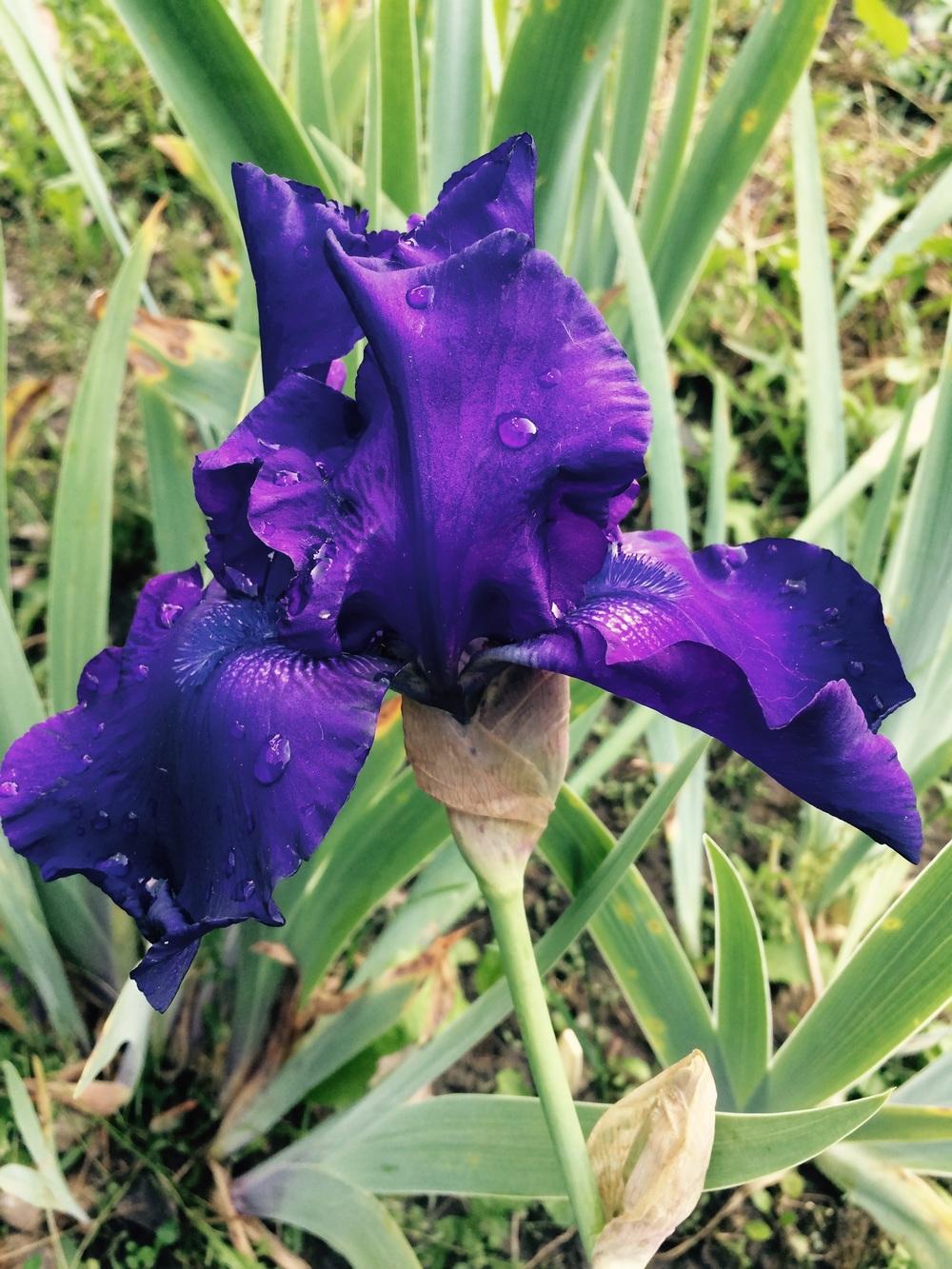 Photo of Tall Bearded Iris (Iris 'Titan's Glory') uploaded by Lbsmitty
