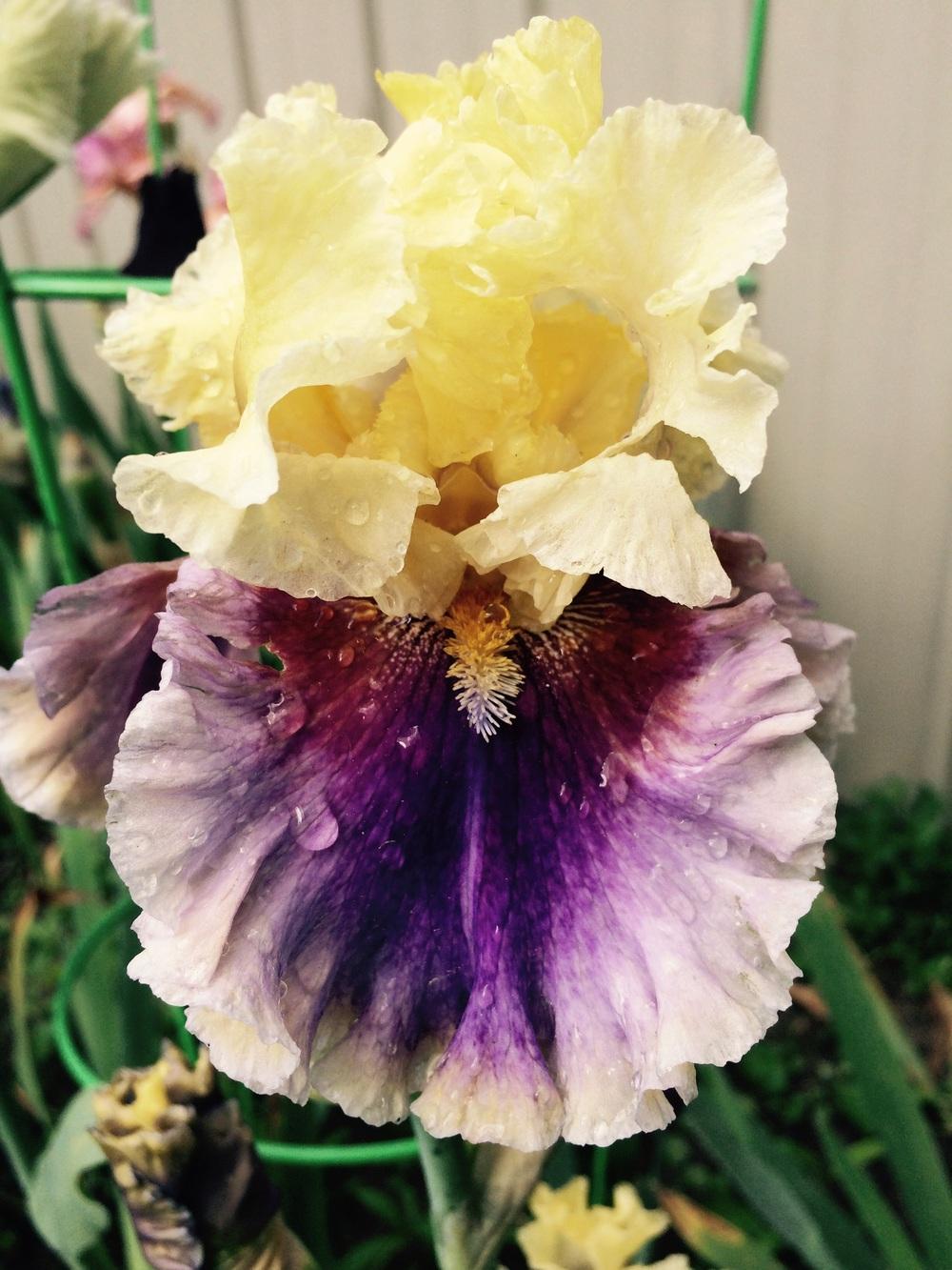 Photo of Tall Bearded Iris (Iris 'Carnival Capers') uploaded by Lbsmitty