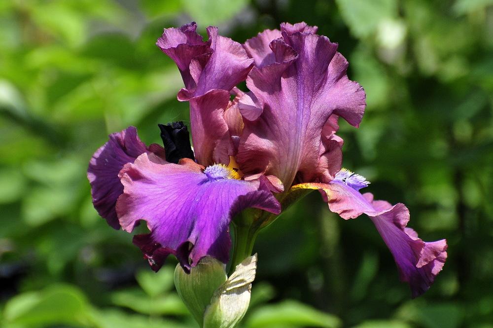 Photo of Tall Bearded Iris (Iris 'Hook') uploaded by Orsola