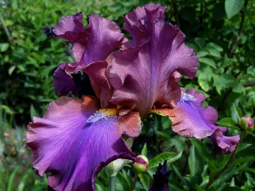 Photo of Tall Bearded Iris (Iris 'Hook') uploaded by Orsola