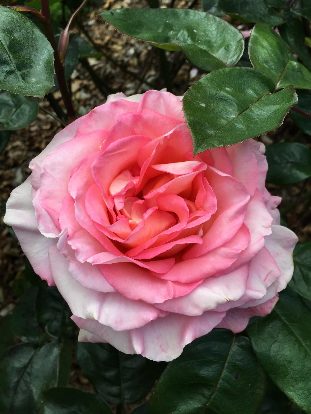 Photo of Rose (Rosa 'Paul Shirville') uploaded by Rebekah