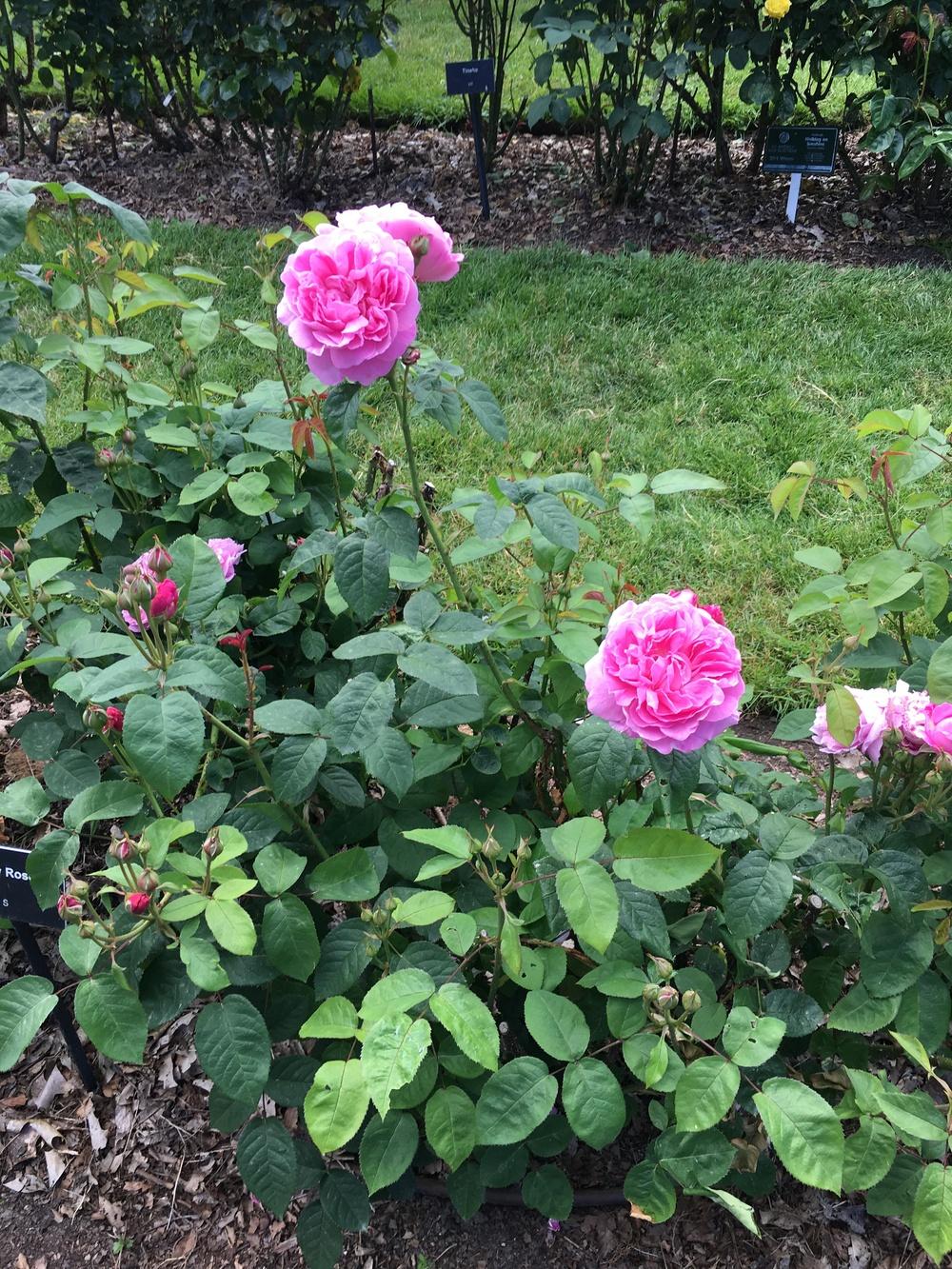 Photo of Rose (Rosa 'Mary Rose') uploaded by Rebekah