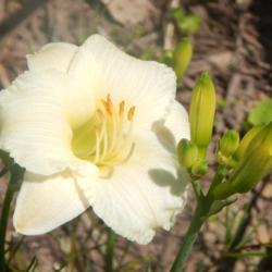 Location: My 6b garden
Date: 2017-06-04
From Northern Lights Daylilies, in the ground 5 wks. Diamond dust
