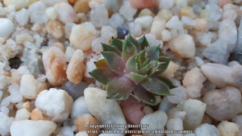 Photo of Hen and Chicks (Sempervivum 'Noble Prince') uploaded by ediblelandscapingsc