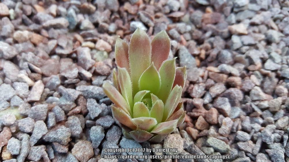 Photo of Hen and Chicks (Sempervivum 'Pacific Mauve') uploaded by ediblelandscapingsc