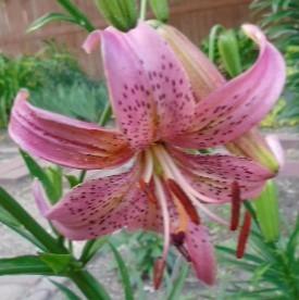 Photo of Lily (Lilium 'Embarrassment') uploaded by stilldew