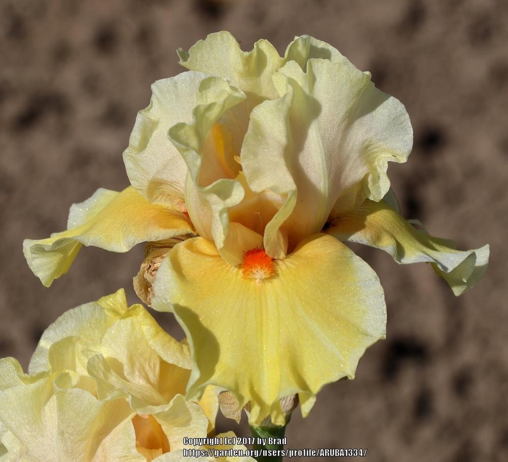 Photo of Tall Bearded Iris (Iris 'Lightly Buttered') uploaded by ARUBA1334