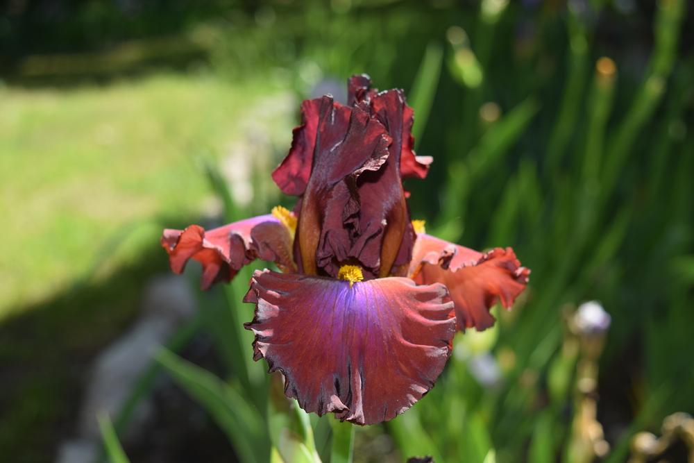 Photo of Tall Bearded Iris (Iris 'Cherokee Blaze') uploaded by Dachsylady86