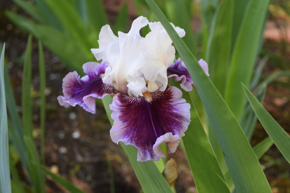 Photo of Tall Bearded Iris (Iris 'Strawberry Freeze') uploaded by Dachsylady86