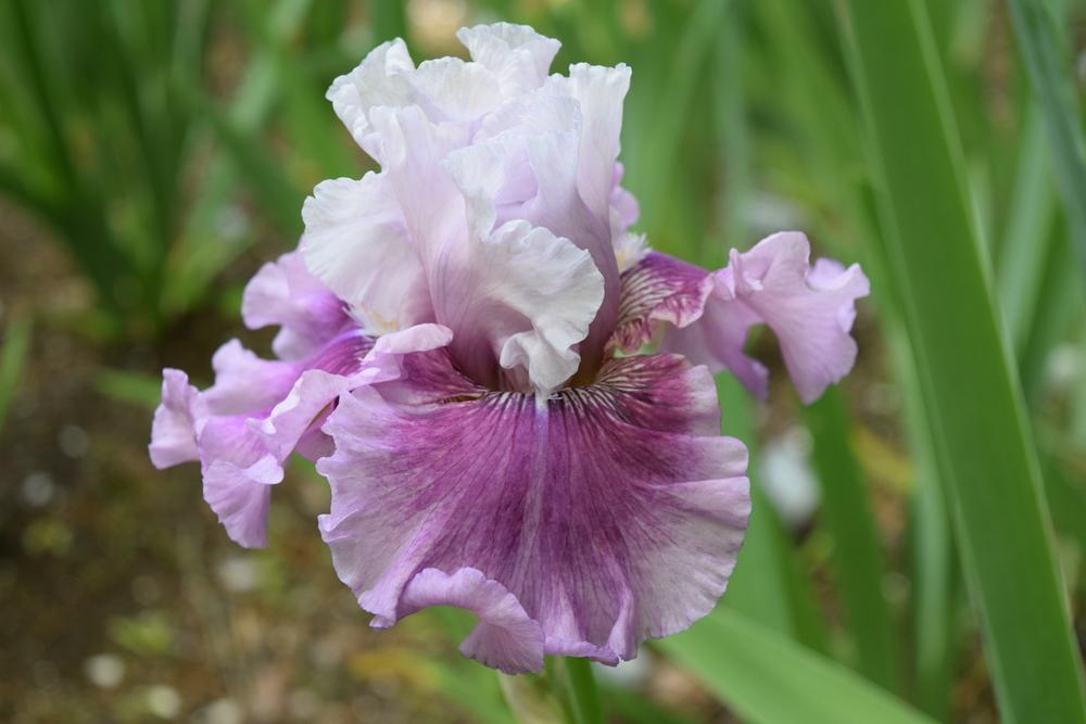 Photo of Border Bearded Iris (Iris 'Absolute Cute') uploaded by Dachsylady86