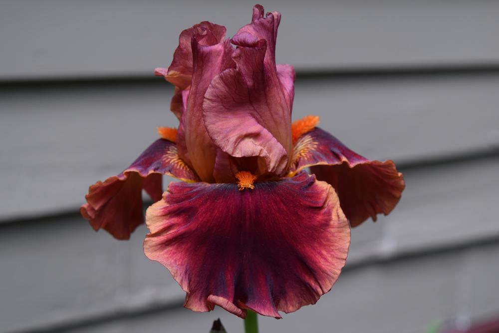 Photo of Tall Bearded Iris (Iris 'Drinks at Sunset') uploaded by Dachsylady86