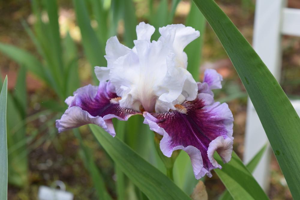 Photo of Tall Bearded Iris (Iris 'Strawberry Freeze') uploaded by Dachsylady86