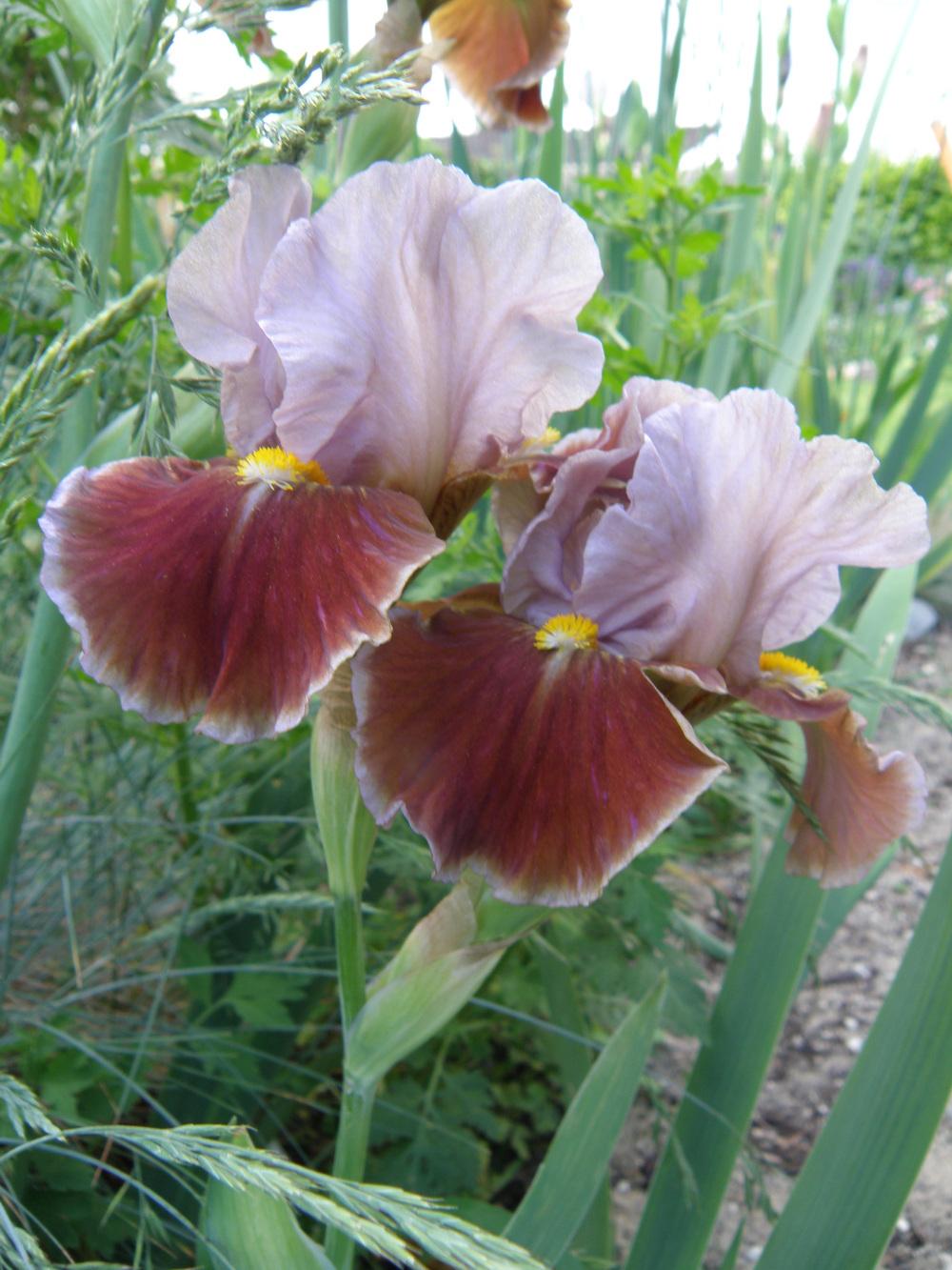 Photo of Intermediate Bearded Iris (Iris 'Man's Best Friend') uploaded by IrisLilli