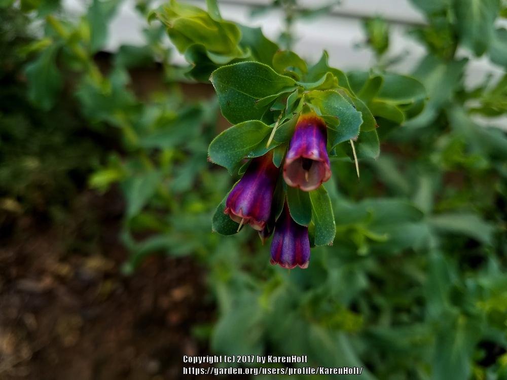 Photo of Honeywort (Cerinthe major subsp. purpurascens) uploaded by KarenHolt