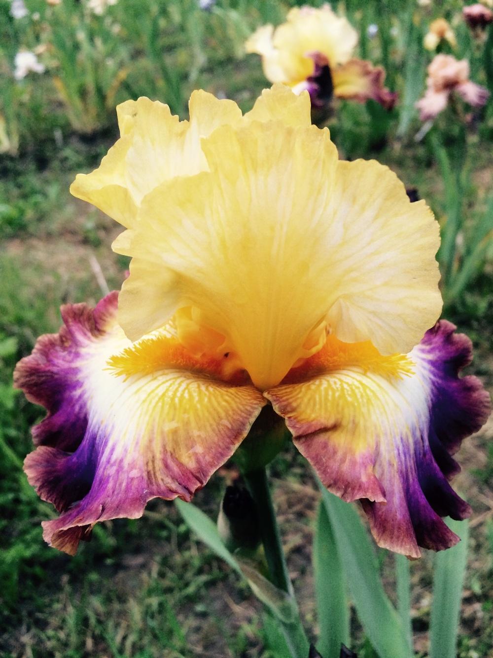 Photo of Tall Bearded Iris (Iris 'Rainbow High') uploaded by Lbsmitty