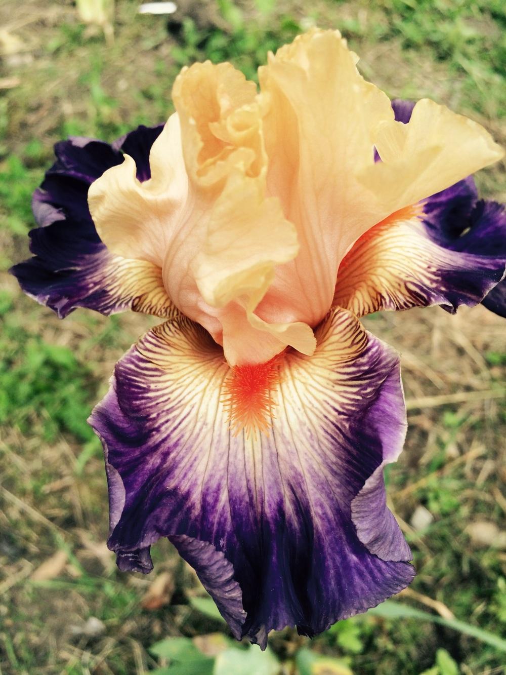 Photo of Tall Bearded Iris (Iris 'Undercurrent') uploaded by Lbsmitty