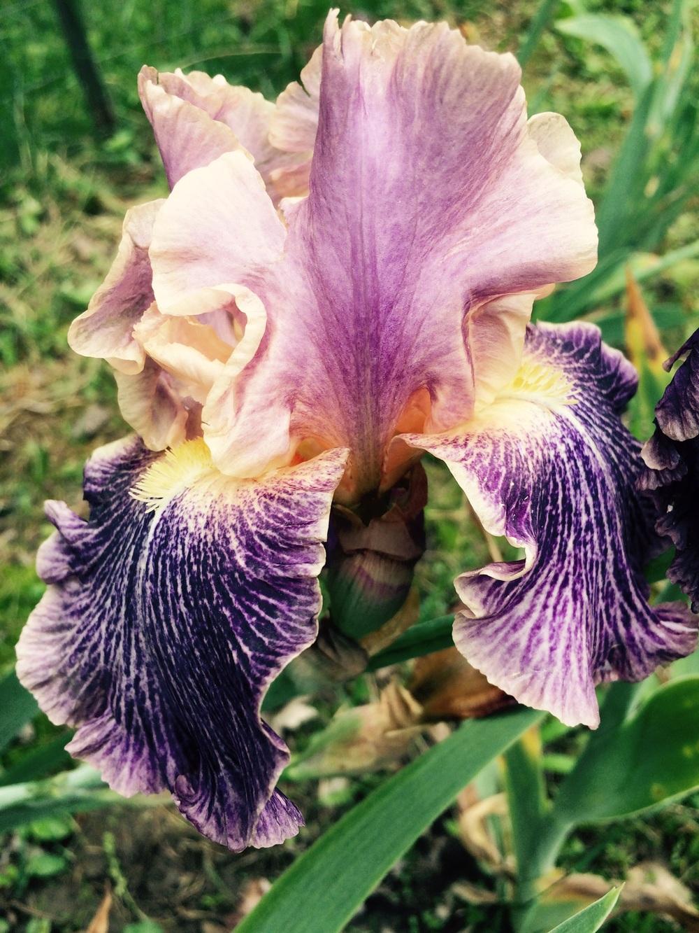 Photo of Tall Bearded Iris (Iris 'Elizabethan Age') uploaded by Lbsmitty