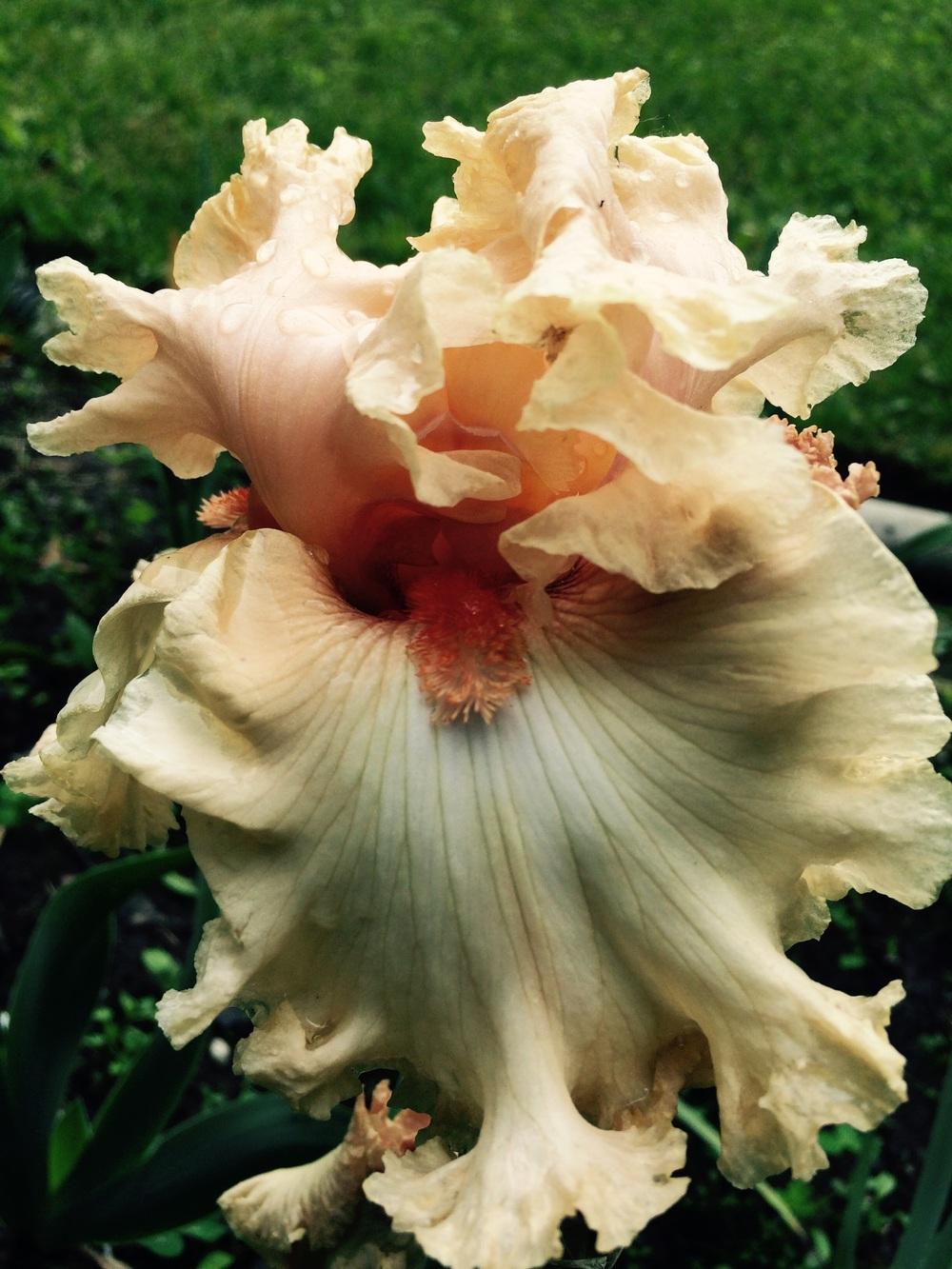 Photo of Tall Bearded Iris (Iris 'Sweet Latté') uploaded by Lbsmitty