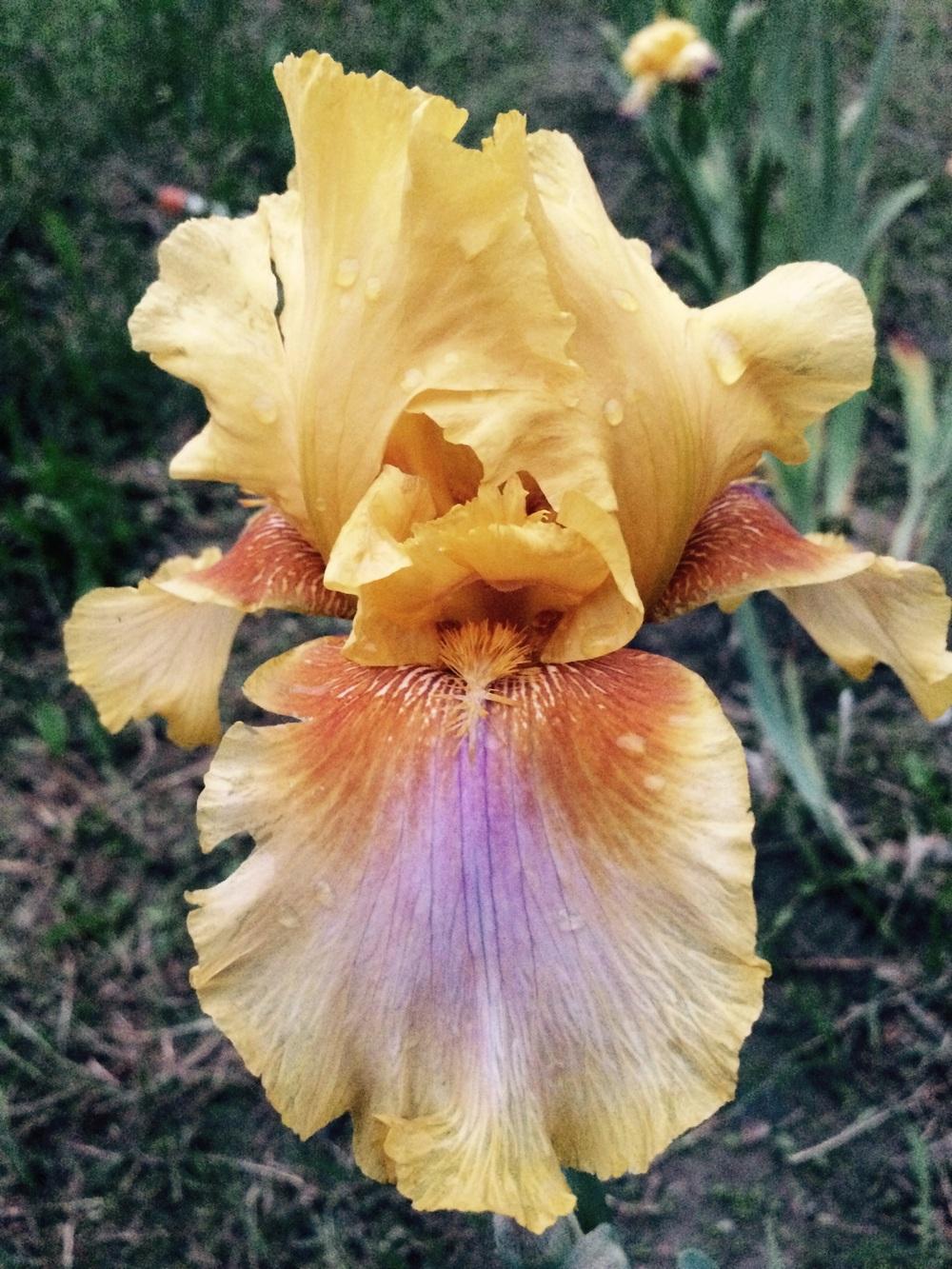 Photo of Tall Bearded Iris (Iris 'Strange Brew') uploaded by Lbsmitty