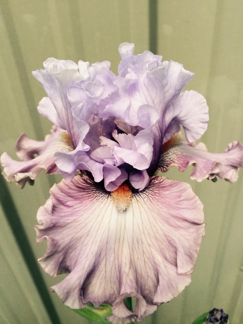 Photo of Tall Bearded Iris (Iris 'Curtsy Queen') uploaded by Lbsmitty