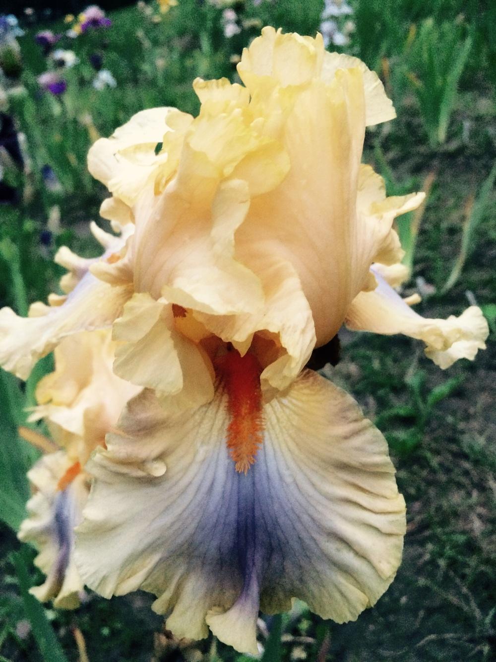 Photo of Tall Bearded Iris (Iris 'Chinook Arch') uploaded by Lbsmitty