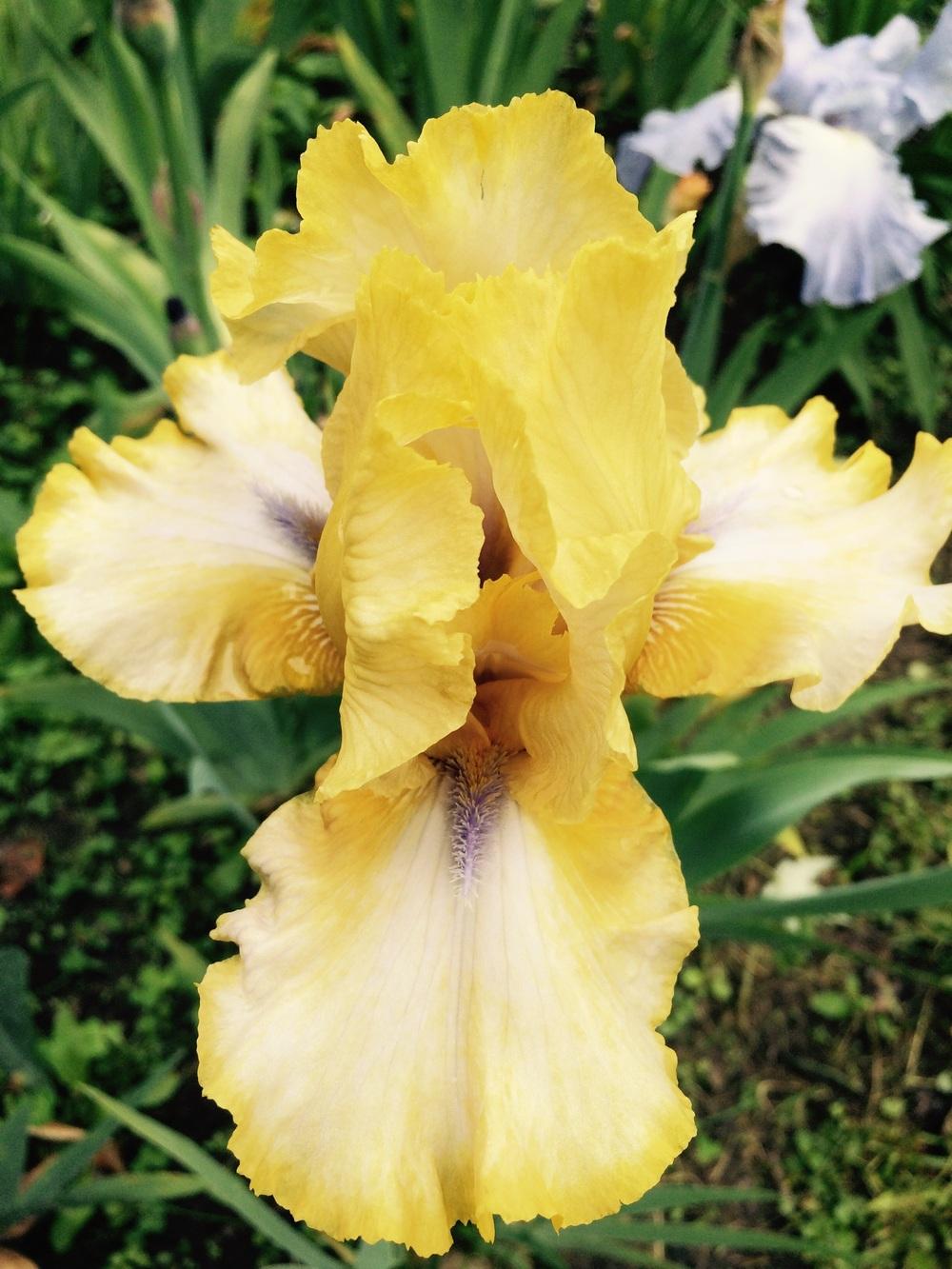 Photo of Tall Bearded Iris (Iris 'Blue-Eyed Susan') uploaded by Lbsmitty