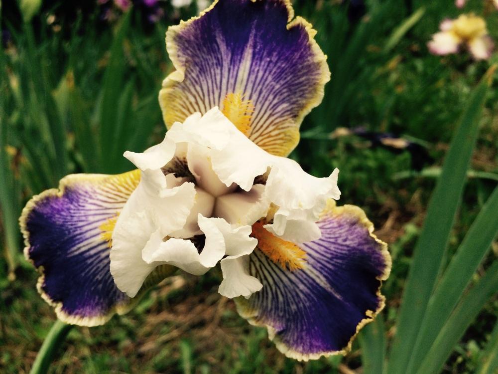Photo of Tall Bearded Iris (Iris 'Wild Angel') uploaded by Lbsmitty
