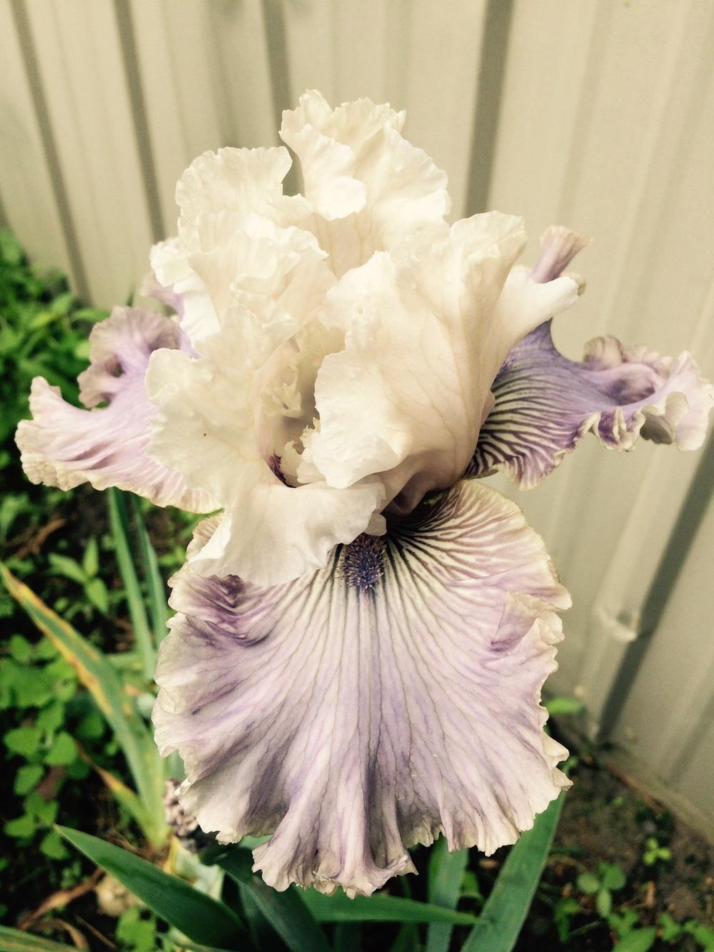 Photo of Tall Bearded Iris (Iris 'Haunted Heart') uploaded by Lbsmitty