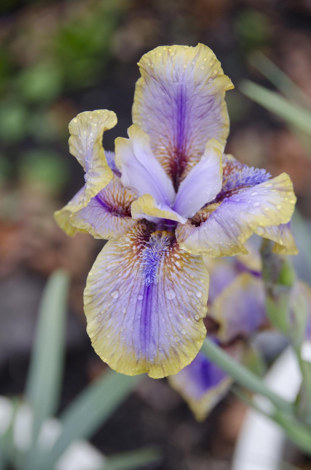 Photo of Arilbred Iris (Iris 'Genetic Artist') uploaded by Mikey
