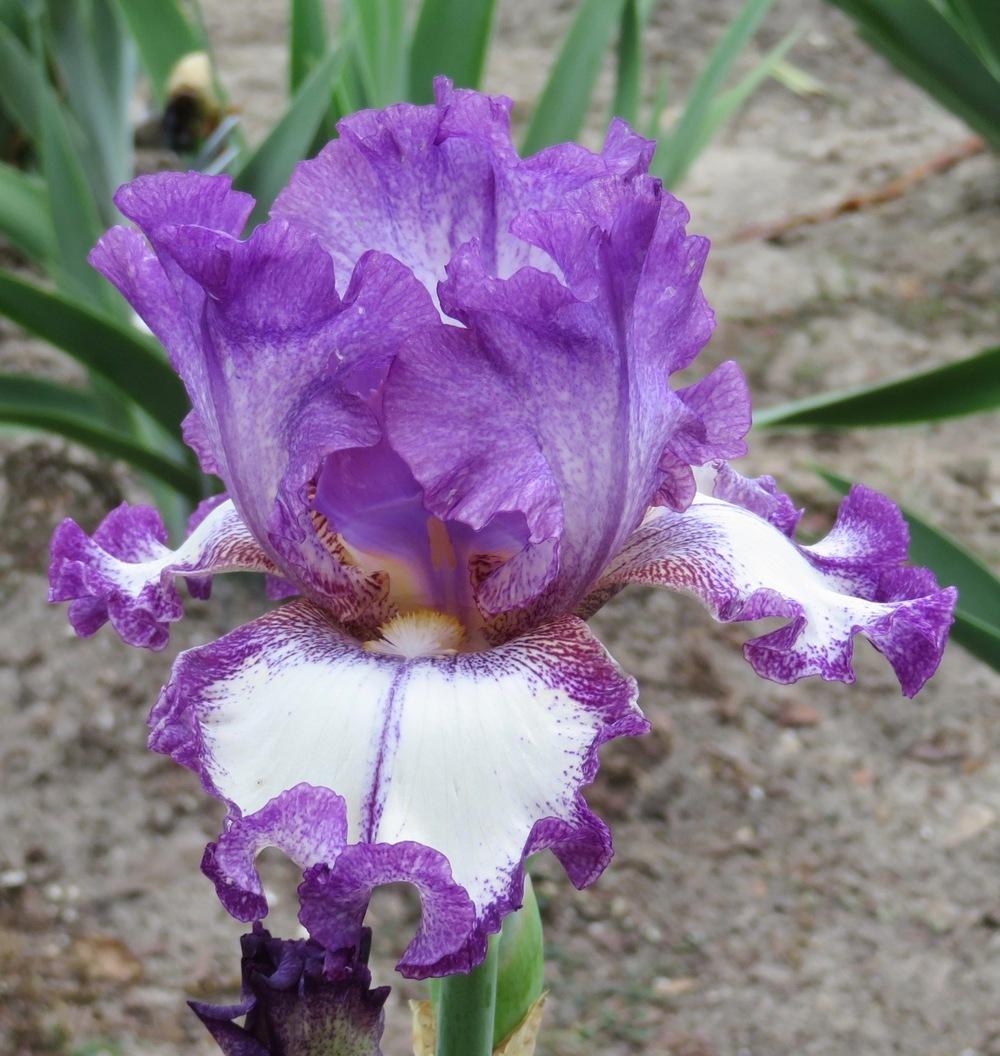 Photo of Tall Bearded Iris (Iris 'Kind Candace') uploaded by QHBarbie