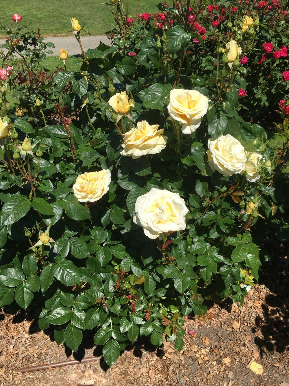 Photo of Rose (Rosa 'Sunshine Daydream') uploaded by Rebekah