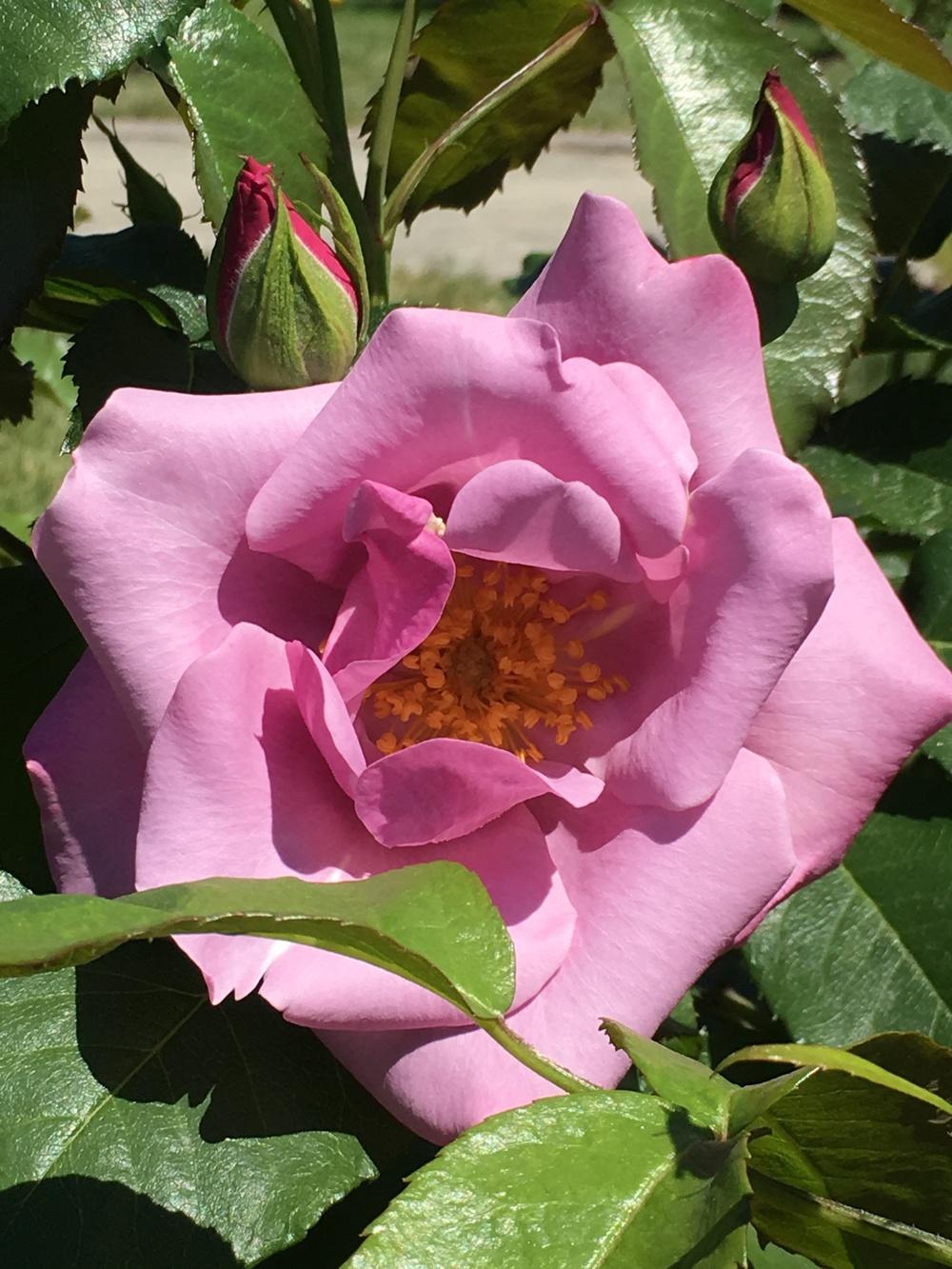 Photo of Rose (Rosa 'Blueberry Hill') uploaded by Rebekah