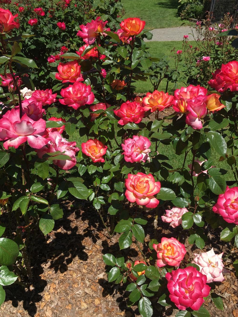 Photo of Rose (Rosa 'Rainbow Sorbet') uploaded by Rebekah