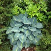 My favorite Hosta; lovely tetraploid foliage persists long into f