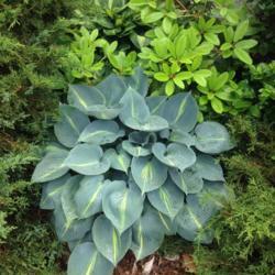 Location: My garden, Pequea, Pennsylvania 17565
Date: 2017-06-05
My favorite Hosta; lovely tetraploid foliage persists long into f
