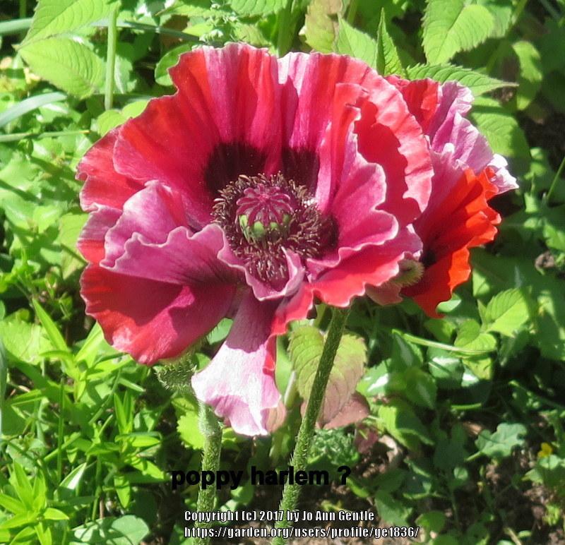 Photo of Oriental Poppy (Papaver orientale 'Manhattan') uploaded by ge1836