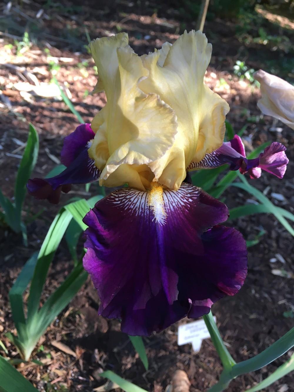 Photo of Tall Bearded Iris (Iris 'Jamaican Dream') uploaded by lharvey16
