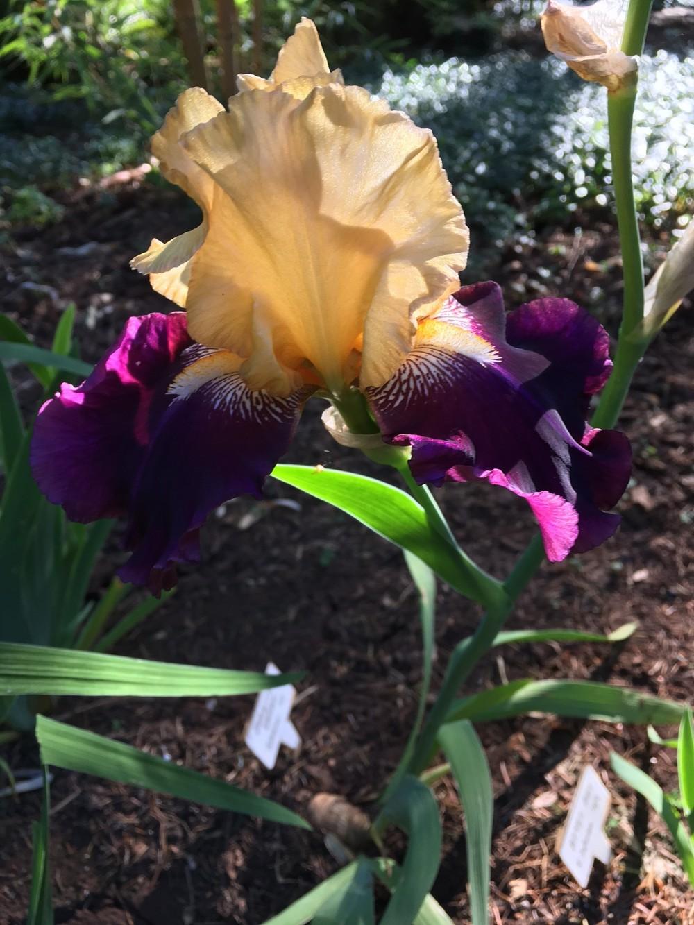 Photo of Tall Bearded Iris (Iris 'Jamaican Dream') uploaded by lharvey16