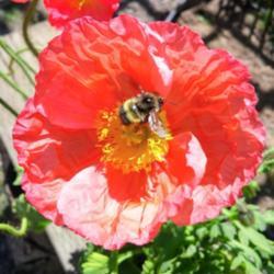 Location: My Garden, Washington State
Date: 2017-06-05
Bee magnet