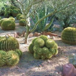 Location: Desert Botanical Garden, Phoenix, Arizona
Date: 2016-04-05