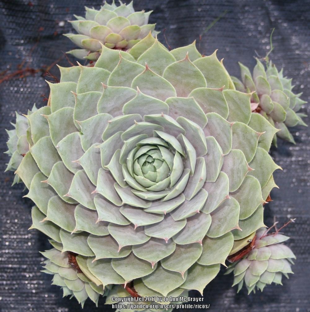 Photo of Hen and Chicks (Sempervivum 'Silverine') uploaded by ricos