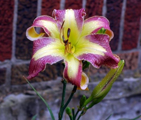Photo of Daylily (Hemerocallis 'Jungle Queen') uploaded by shive1