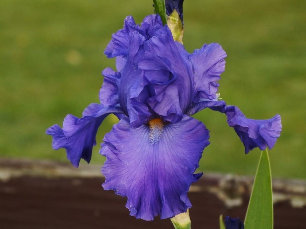 Photo of Tall Bearded Iris (Iris 'Blue Suede Shoes') uploaded by sunnyvalley