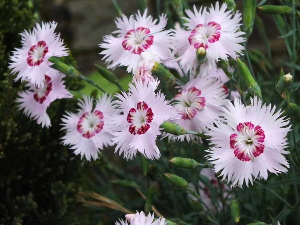 Photo of Dianthus uploaded by sunnyvalley