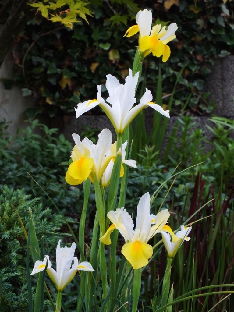 Photo of Dutch Iris (Iris x hollandica) uploaded by sunnyvalley